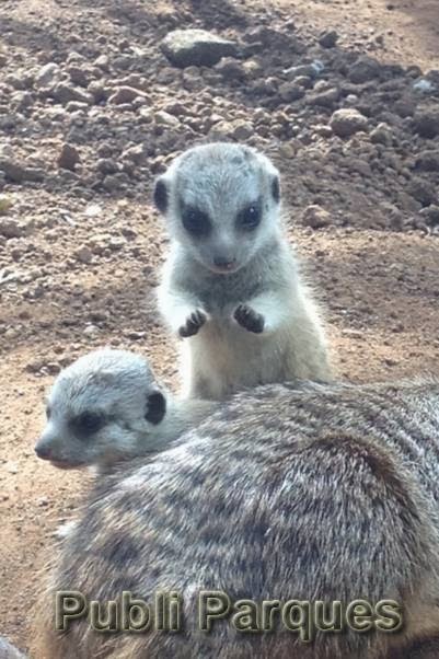 Crías de suricatas