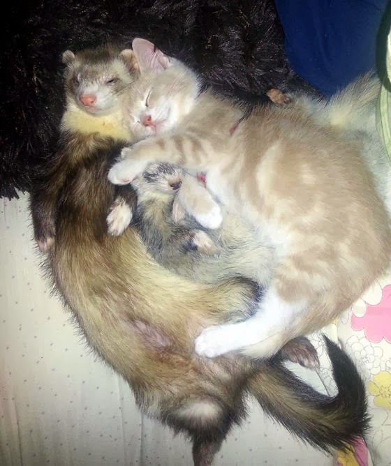 Anak kucing menganggap musang sebagai saudaranya Kucing gue