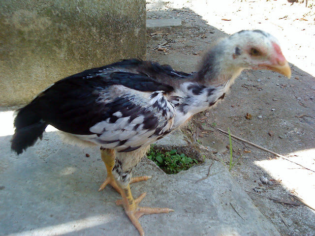 salah satu anakan silangan salah satu anakan silangan