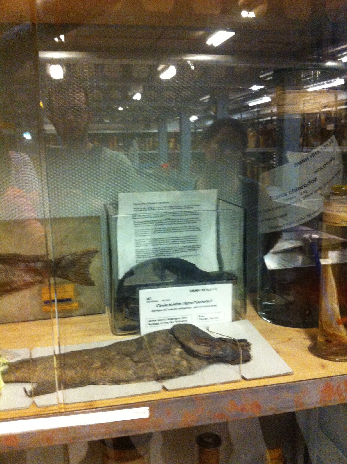 Mrs. Nash and Mrs. Madjlesi's Travel Log British Museum of Natural