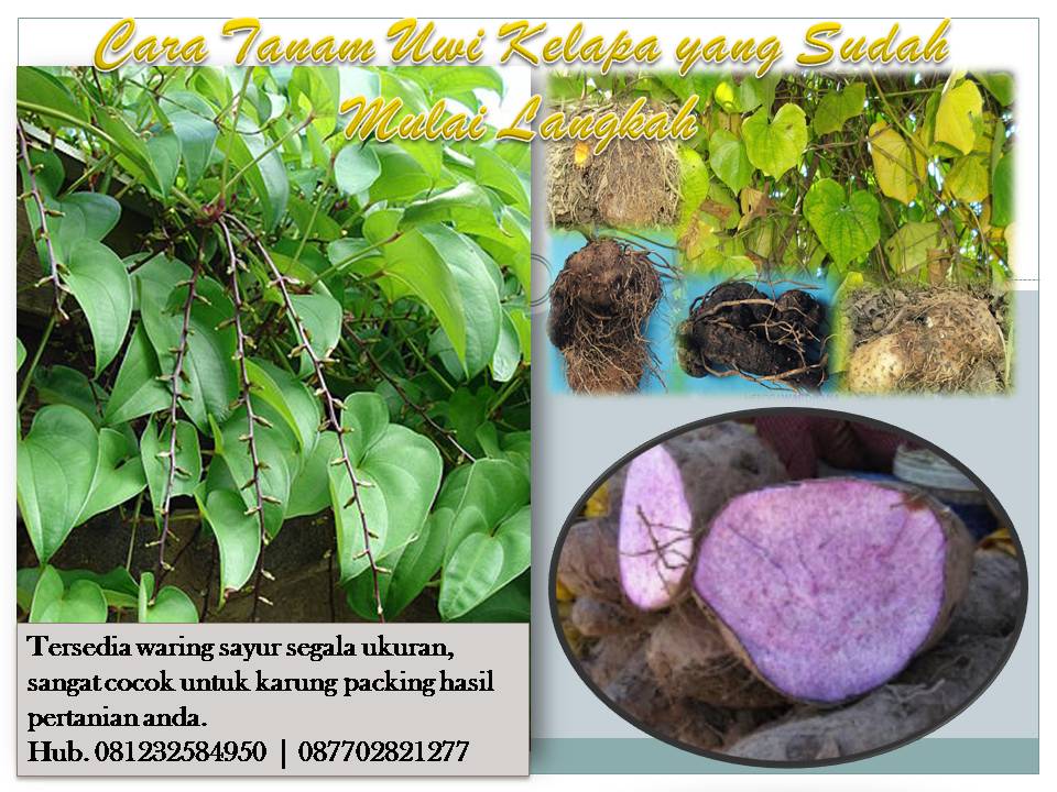 cara mudah budidaya uwi kelapa tanaman yang sudah mulai cara mudah budidaya uwi kelapa tanaman yang sudah mulai