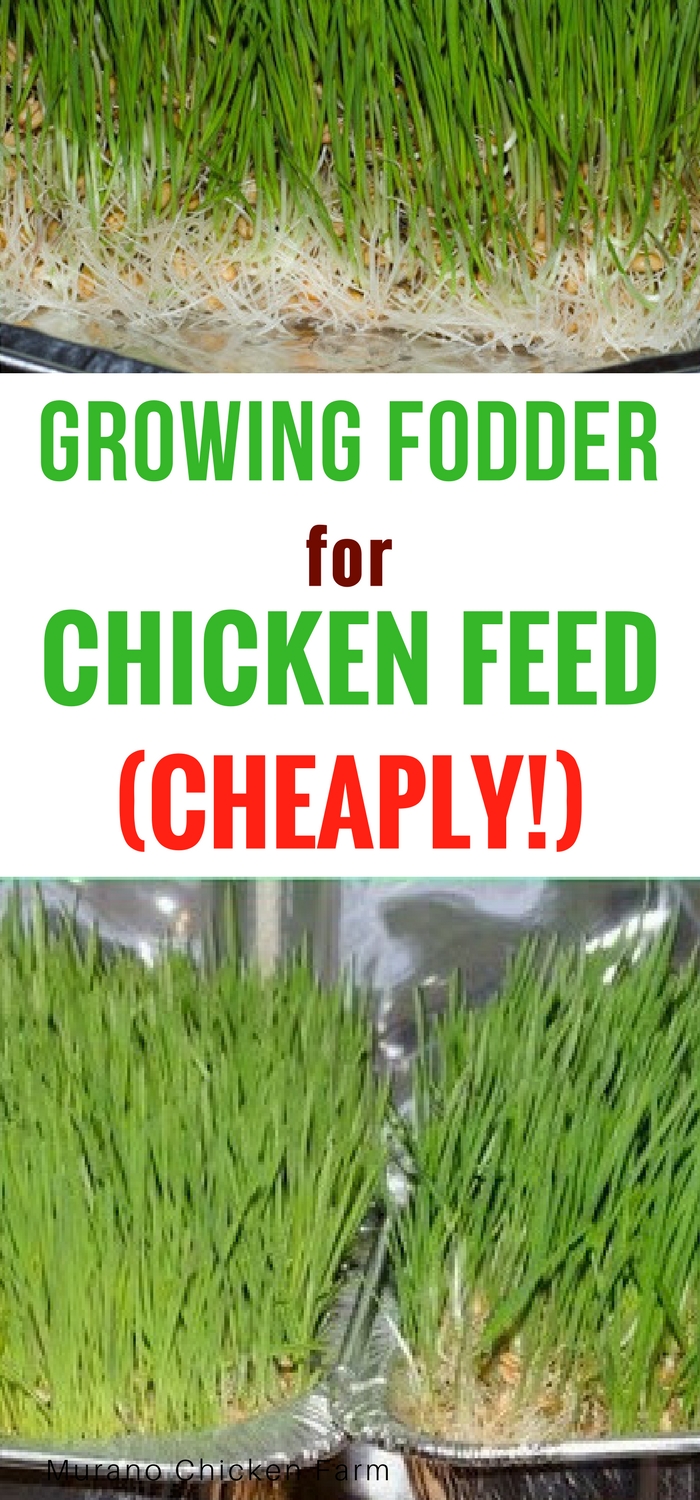 Growing fodder for chicken feed (cheaply) Murano Chicken Farm
