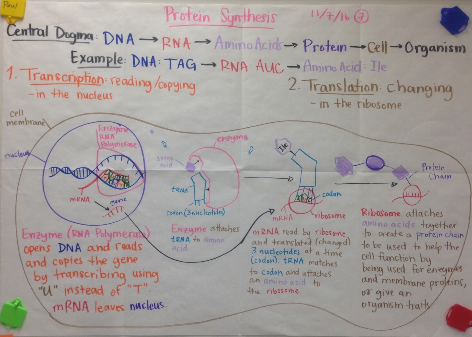 Mrs. Paul Biology Biology 20162017 Charts/Notes