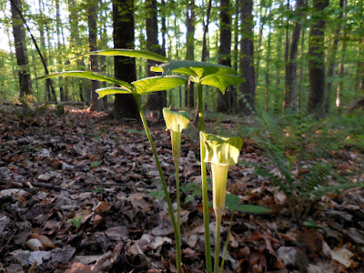 Image of Jack-in-the-pulpit - free to use with attribution to K. R. Smith - file name DSCN0133_KRS_2015_05_14.jpg 