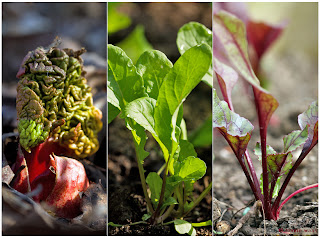Gartenblog GeniesserGarten Gemüsegarten im April