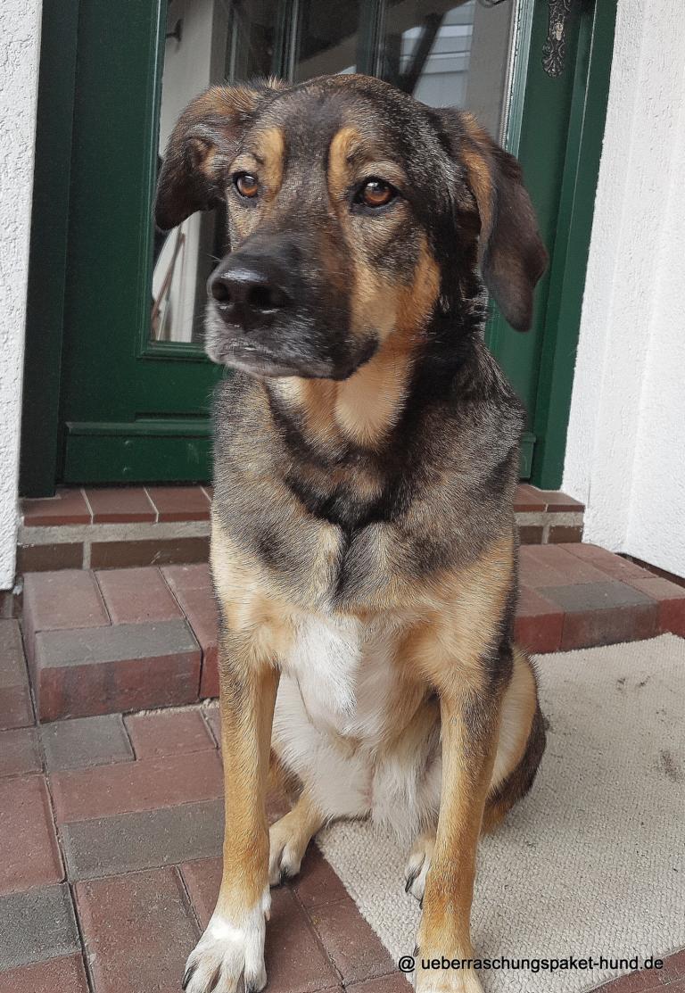 Überraschungspaket Hund ein Hundeblog der zeigt, wie unterschiedlich