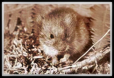 Beszamel i spółka bez ograniczeń Wrzosówki (