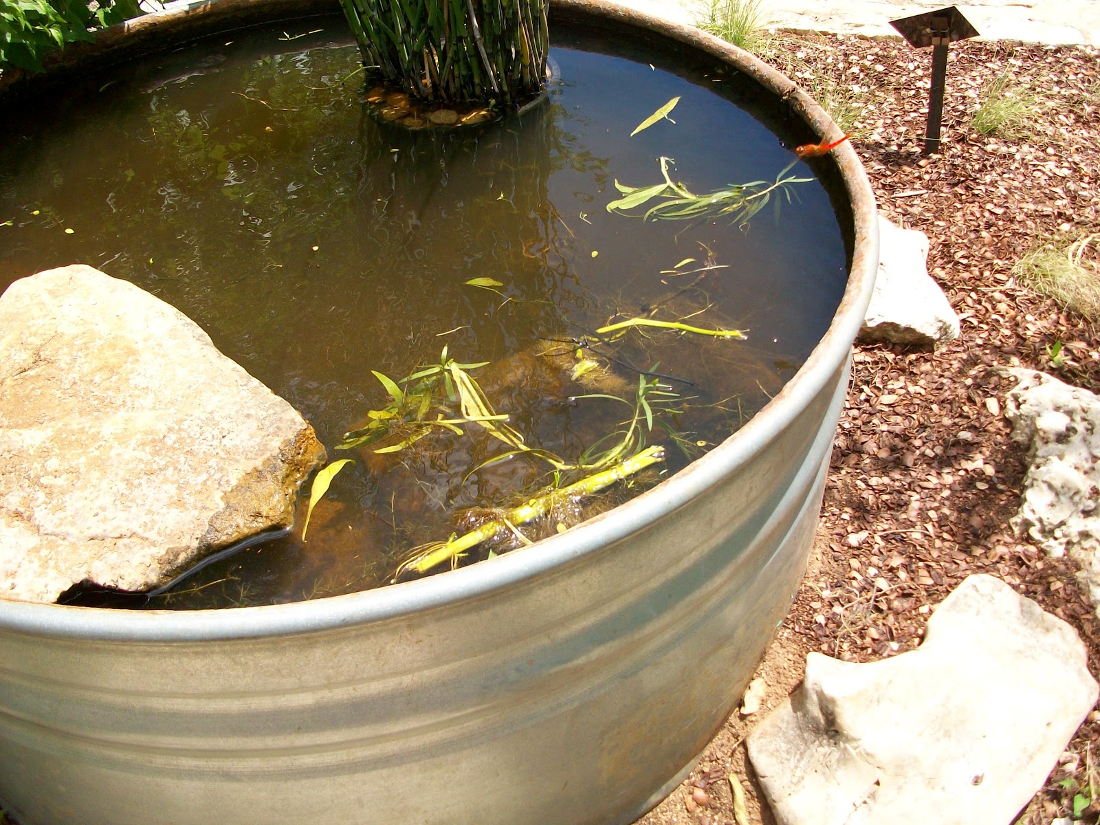 Window on a Texas Wildscape Stock tank pond ponderings...