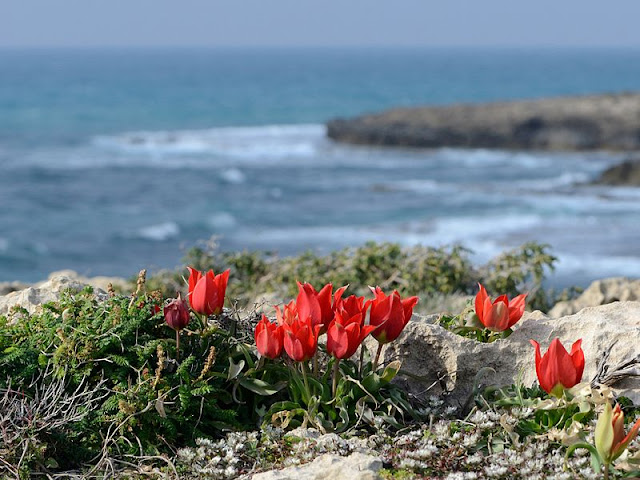 How to grow species tulips from seed Red flowering alpine tulip species growing wild on a rocky coast line