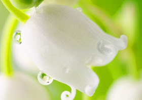 White Roses Pictures