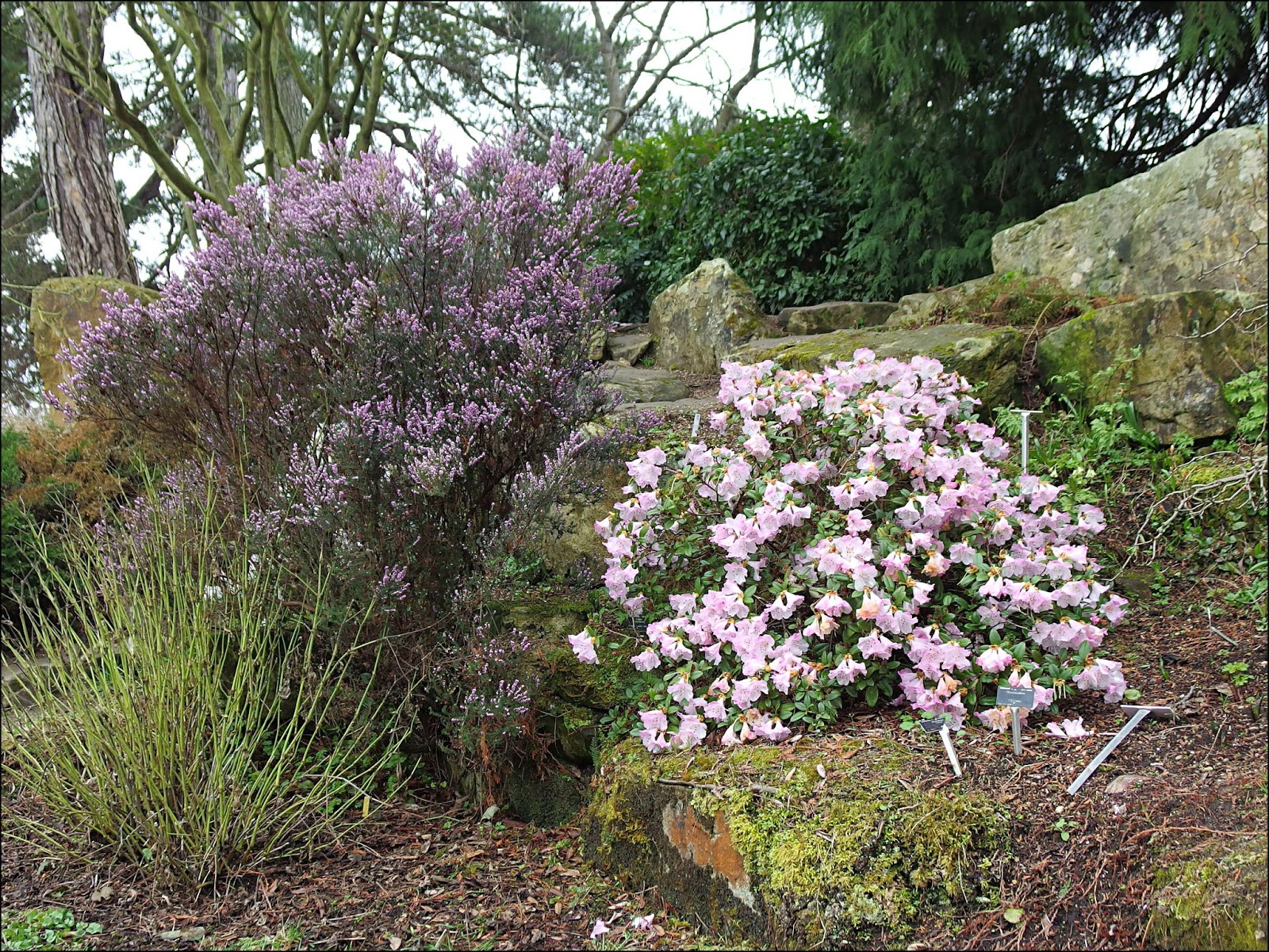 Future Plants By Randy Stewart Rhododendrons Hybrids