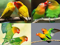 Ciri Dan Cara Memilih Indukan Lovebird Yang Bagus Untuk Diternak Ciri Dan Cara Memilih Indukan Lovebird Yang Bagus Untuk Diternak