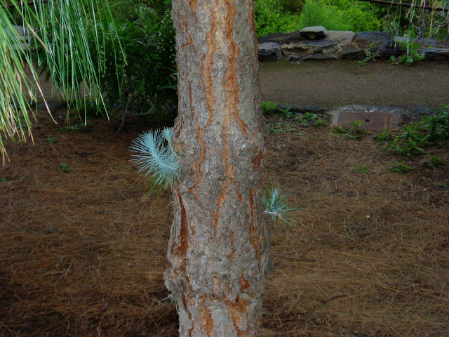 PINO CANARIO: Pinus canariensis