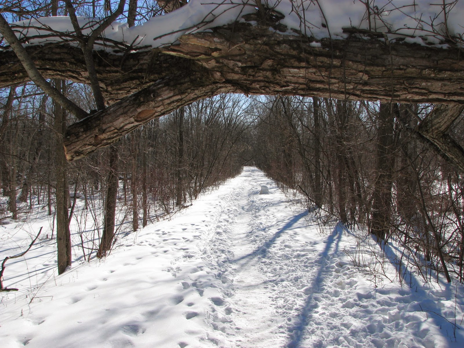 Woodside Natural Area, nature trailsWVPD. (Photos). In search of the