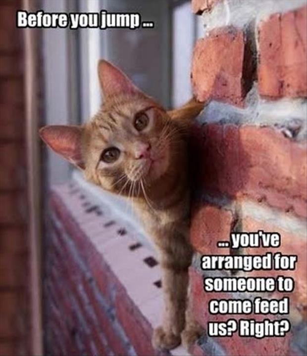 30 Funny animal captions - part 11, funny meme pictures, funny memes, animal memes, animal pictures with captions