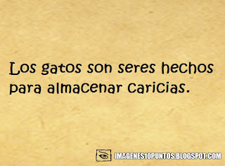 frases de gatos frases de gatos