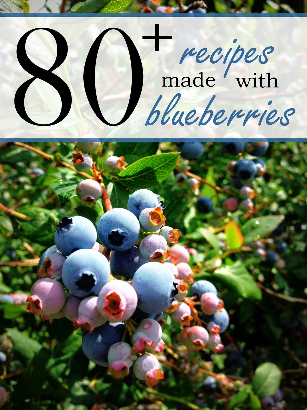 Hi! It's Jilly.: Blueberry Picking and 80+ Blueberry Recipes