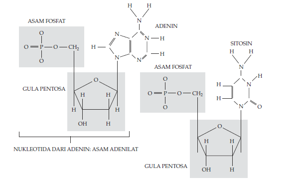 DNA atau RNA?