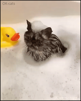 Amazing cat GIF • 2 cool cats in bathtub full of water. Fluffy charming babies in fluffy foam. Lucky cat owner. Amazing cat GIF • 2 cool cats in bathtub full of water. Fluffy charming babies in fluffy foam. Lucky cat owner.