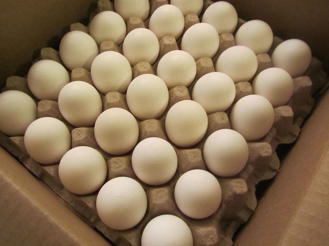 Купить инкубационное яйцо в москве и области. Флейка для яиц. Флейка для куриных яйца. Флейка для яиц аппарат. Яйца флейки.
