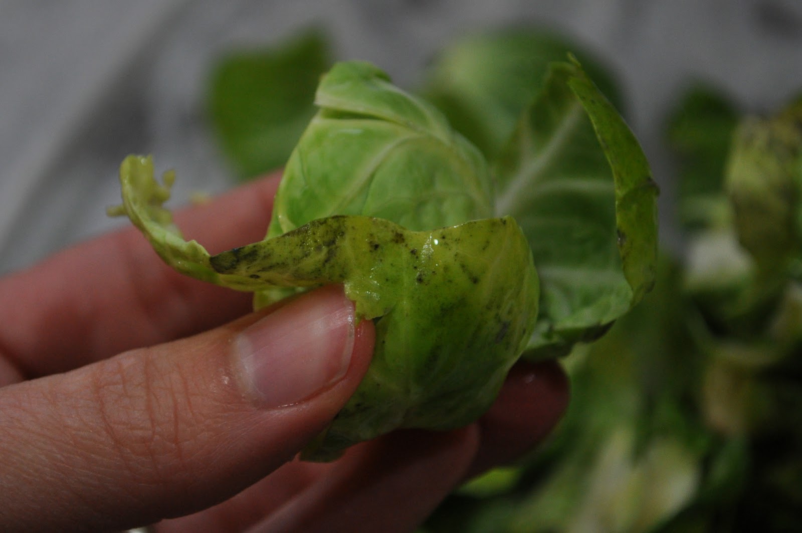 Teacher, Baker, Gourmet Meal Maker Brussels Sprouts Braised in White
