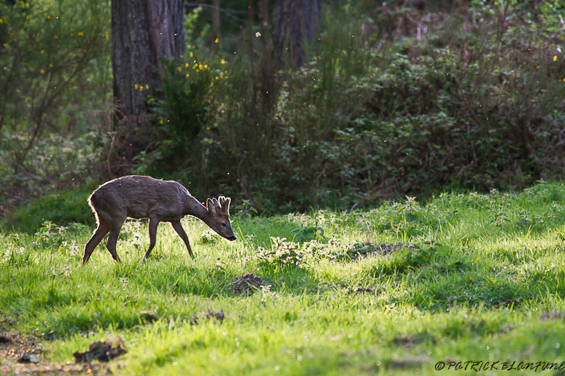 Un pacte avec la forêt AU RYTHME DES SAISONS—————–: Un chevreuil peut en cacher un autr