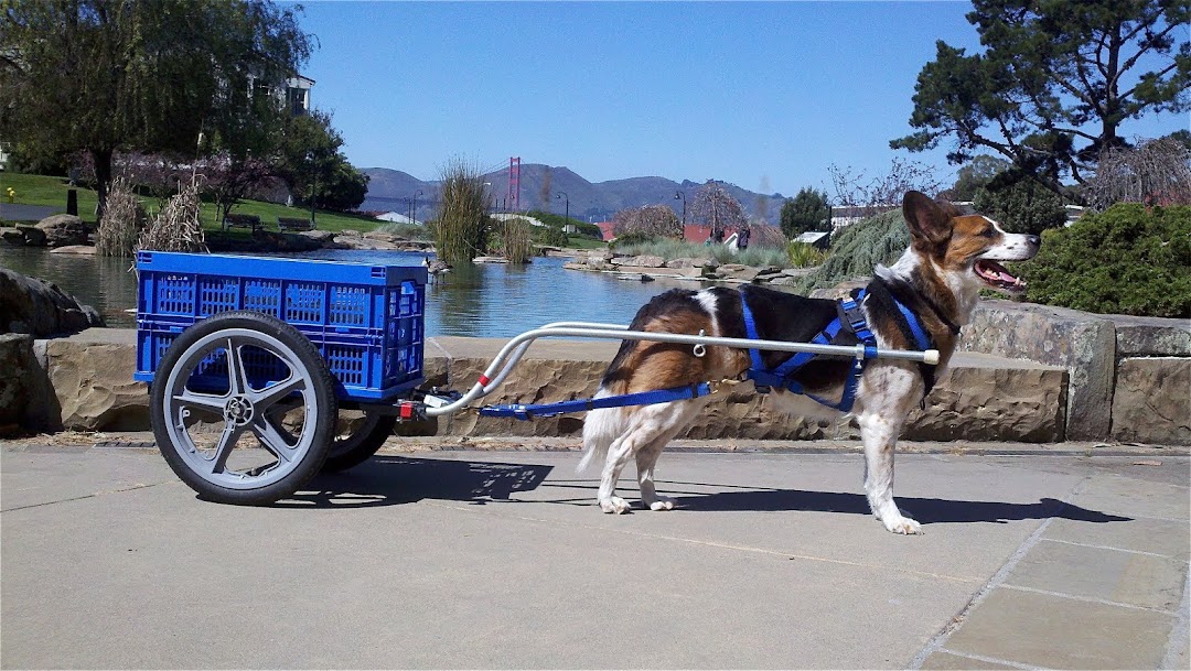 Dino in His Draft Cart in test in San Francisco