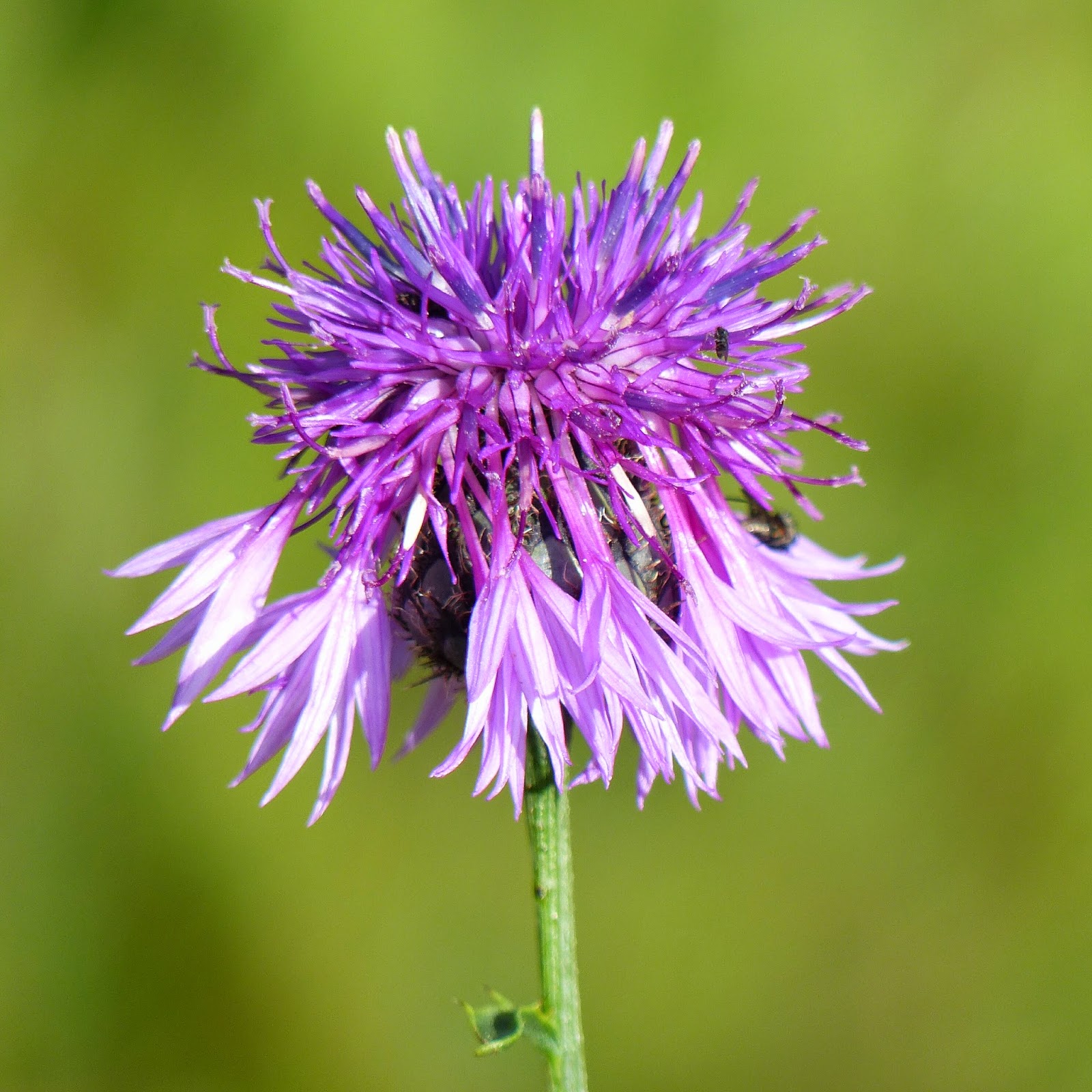 http://wild-flowers-of-europe.blogspot.nl/2014/10/centaurea-scabiosa.html