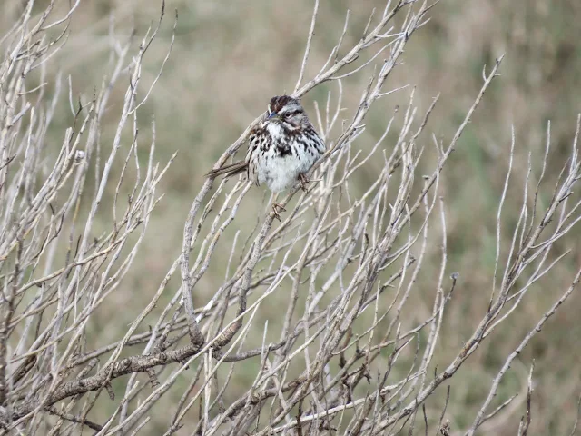SF Bay Area Birding: saltmarsh sparrow at Palo Alto Baylands