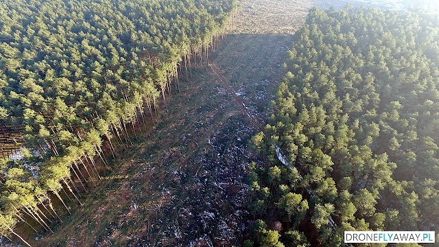 Widok z drona na wycinkę drzew w okolicy wsi Osówiec pod budowę S5