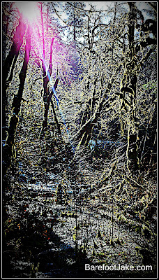 elwha forest