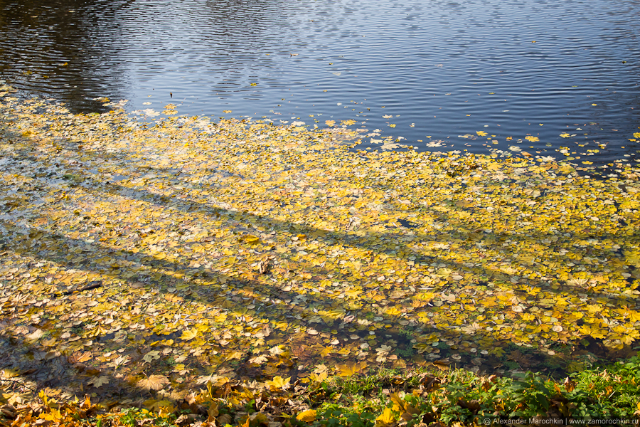 Желтые осенние листья на воде