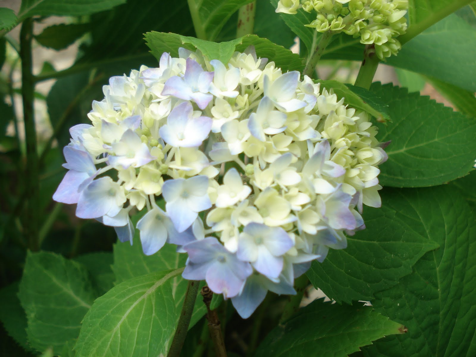 Bumble Lush Garden Endless Summer Hydrangea in Bloom Wordless Wednesday