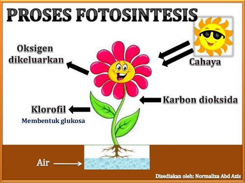 Proses Fotosintesis
