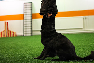 saksanpaimenkoira, tottelevaisuus