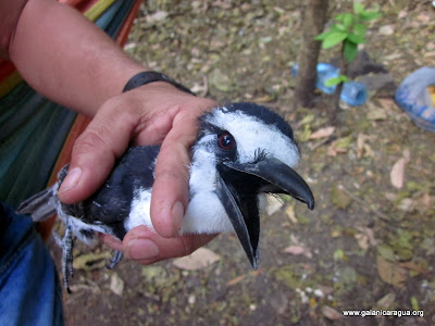 birding Nicaragua