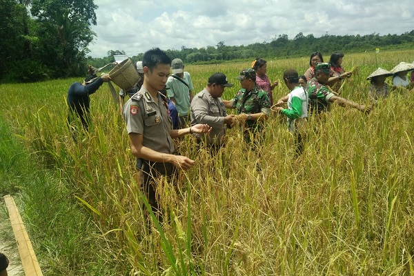 Polisi, TNI Panen Raya Padi Bersama Kelompok Tani di Tapang Semadak Sekadau Polisi, TNI Panen Raya Padi Bersama Kelompok Tani di Tapang Semadak Sekadau