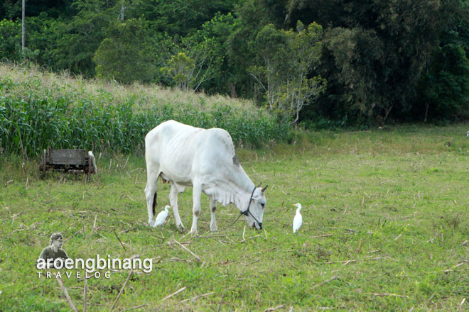 sapi bangau keramik pulutan minahasa sulawesi utara