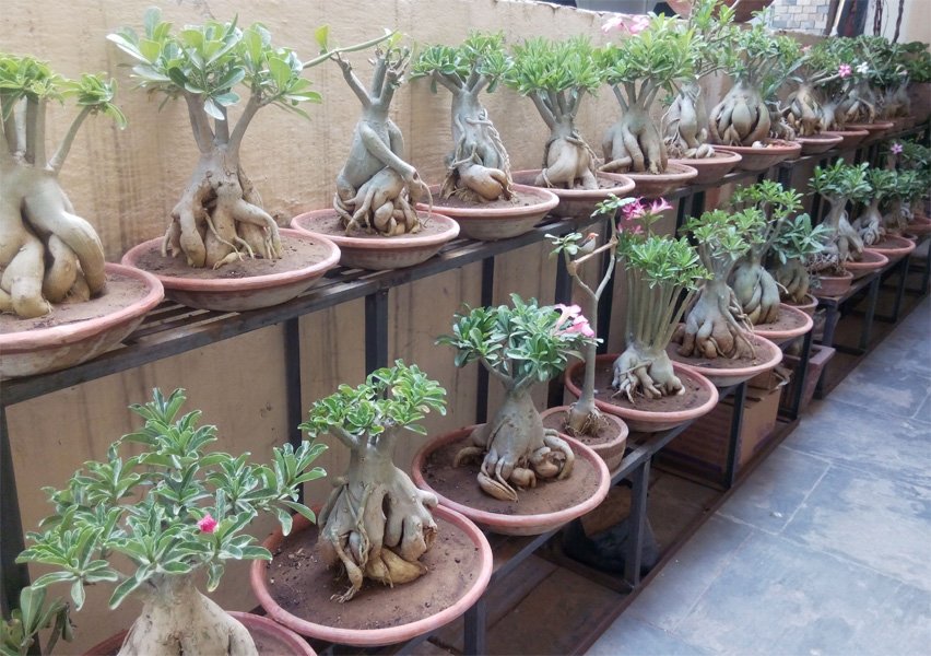 Buy Adenium Bonsai Plants Online‎ in Jaipur Bonsai Adenium Plant