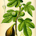 Η συκιά σαν βότανο – FICUS CARICA