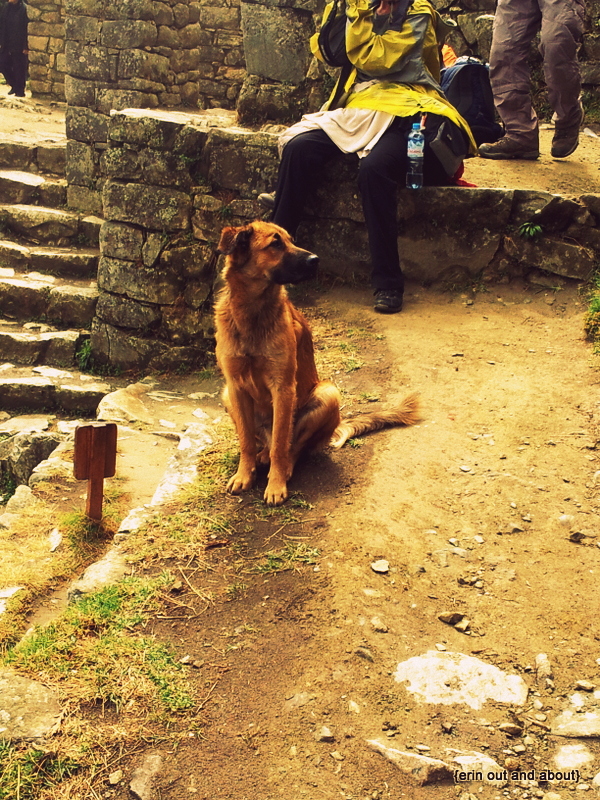 {Erin Out and About} The Dogs of Peru