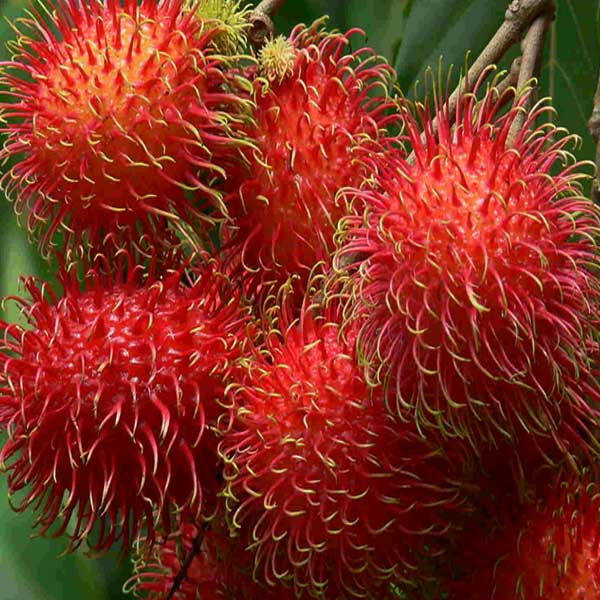 53+ Gambar Rambutan Garuda Paling Hist 53+ Gambar Rambutan Garuda Paling Hist