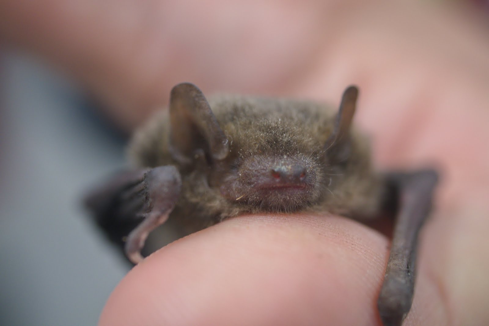蝙蝠科 Pipistrellus abramus 東亞家蝠 Japanese House Bat 20170218 頭家國小