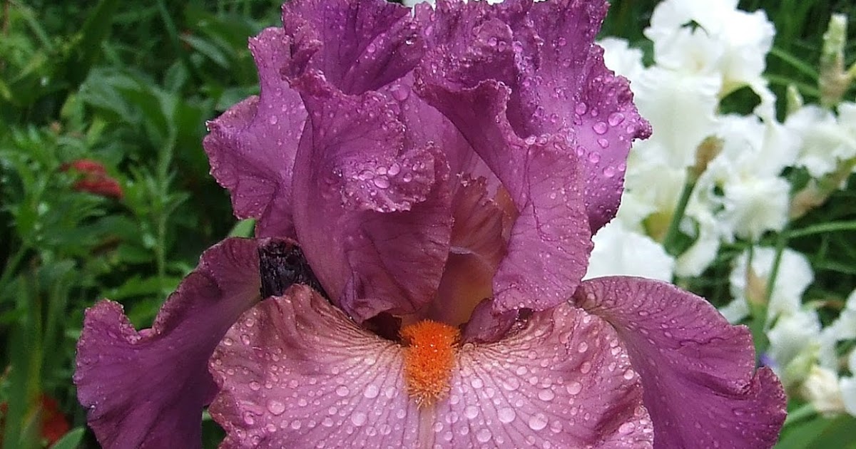Tall Bearded Iris MULLED WINE HERITAGE IRISES