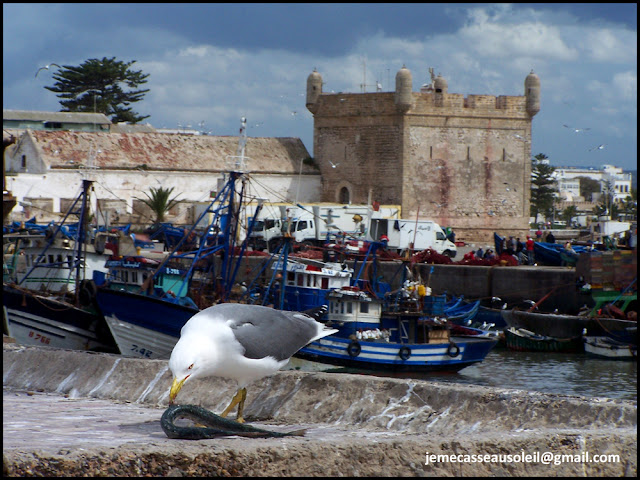 Mouette qui mange un poisson à Essaouira