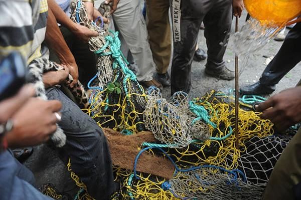 Mengerikan, Macan Tutul ini Masuk Kampung dan Sempat Gigit Seorang Polisi, Ternyata Ada Cerita dibaliknya Mengerikan, Macan Tutul ini Masuk Kampung dan Sempat Gigit Seorang Polisi, Ternyata Ada Cerita dibaliknya