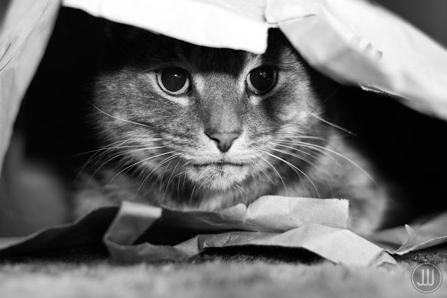 Cat in a Bag by James Whitesmith from flickr (CC-ND)