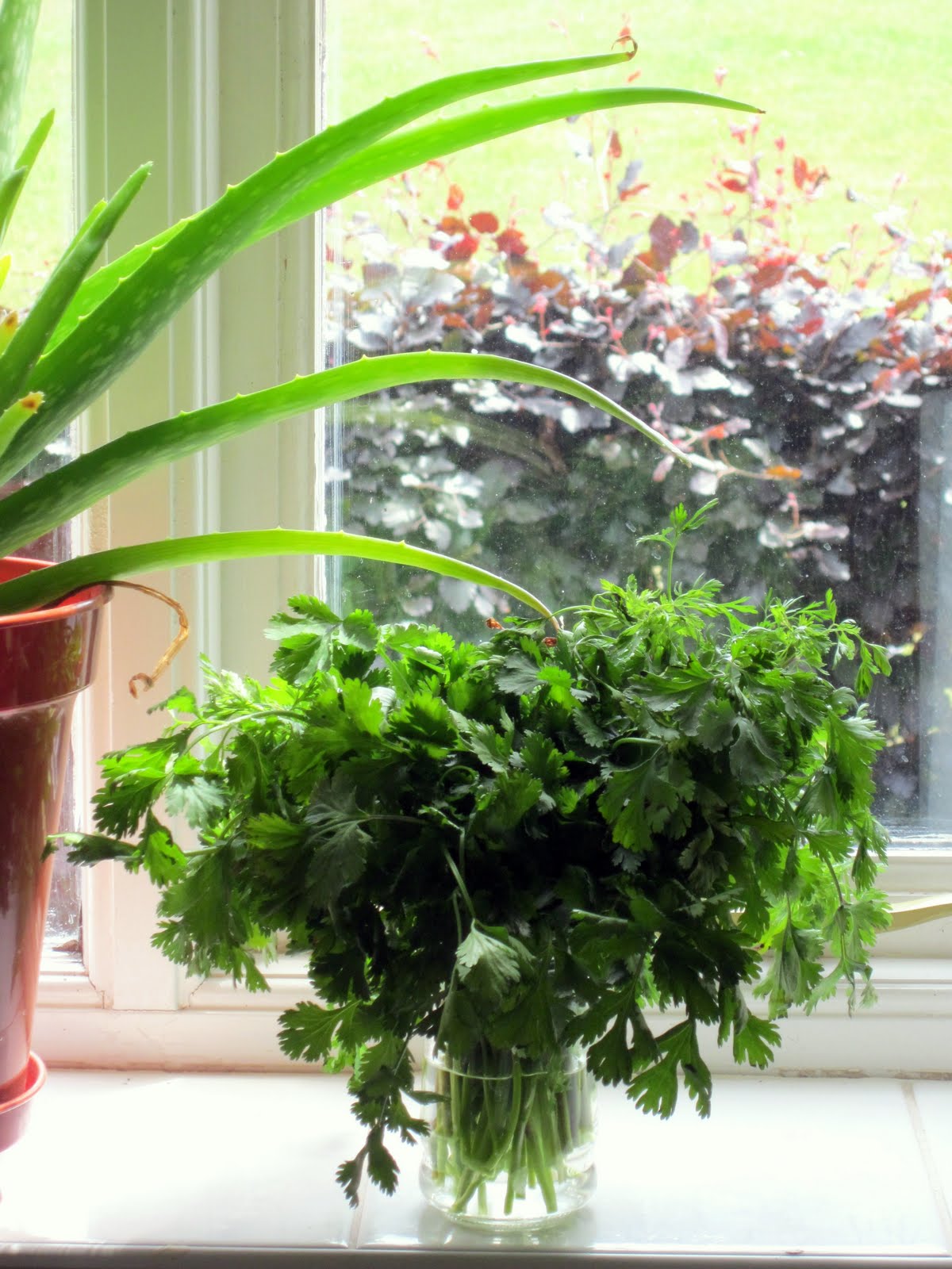 Please Pass the Greens The Complete Guide on How to Use Coriander and