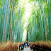 日本京都／「嵐山小火車散步路線」總整理　推薦竹林之道、野宮神社、清涼寺