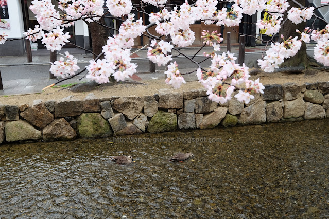 คลอง Takase-gawa Kyoto cherry blossom spot
